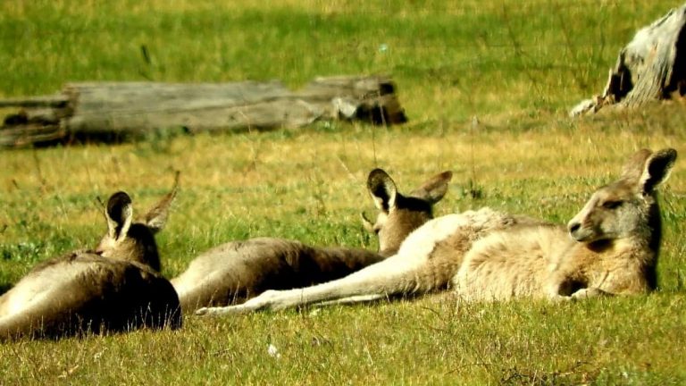 Lazing kangaroos