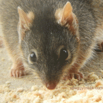 Yellow-footed antechinus